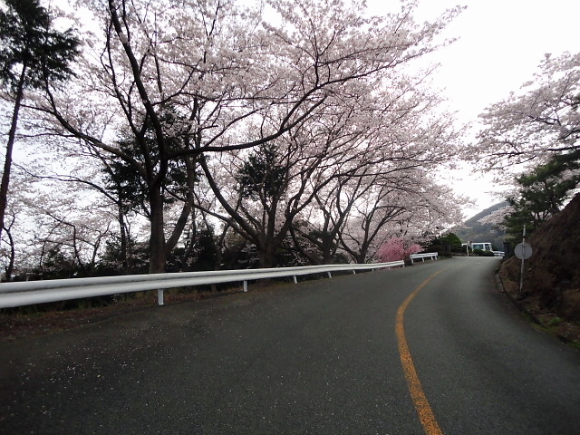 20110411｜伊勢原ＣＣ｜桜写真１