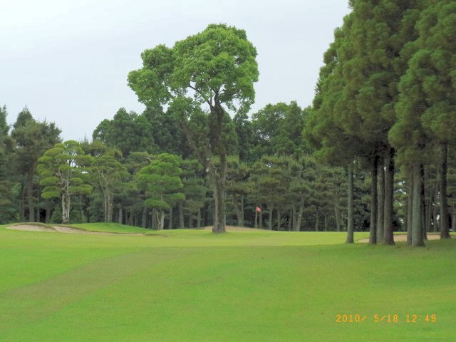 グリーン前のスタイミーな樹木