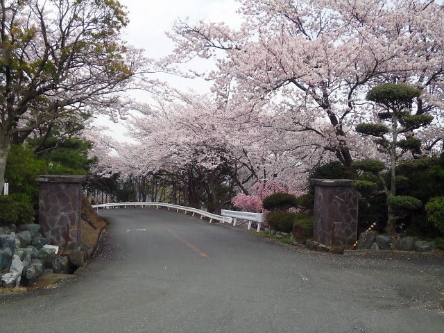 20110411｜伊勢原ＣＣ｜桜写真２