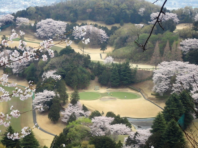 20110411｜伊勢原ＣＣ｜桜写真３