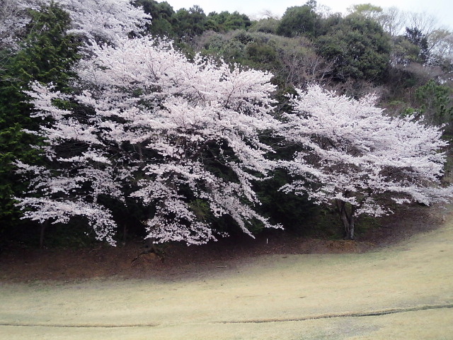 20110411｜伊勢原ＣＣ｜桜写真４