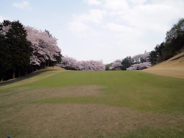 20110411｜伊勢原ＣＣ｜桜写真７