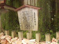 「大木の写真４」