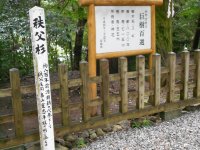 「大木の写真５」