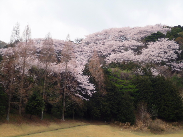 20110411｜伊勢原ＣＣ｜桜写真８