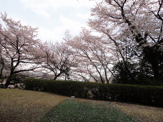 20110411｜伊勢原ＣＣ｜桜写真１０