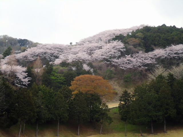 20110411｜伊勢原ＣＣ｜桜写真１１