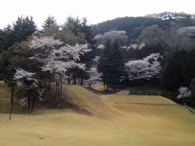 20110411｜伊勢原ＣＣ｜桜写真１４