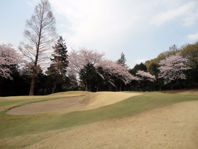 20110411｜伊勢原ＣＣ｜桜写真１６