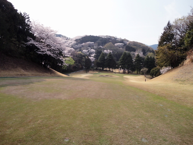 20110411｜伊勢原ＣＣ｜桜写真１８