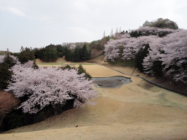 20110411｜伊勢原ＣＣ｜桜写真３４