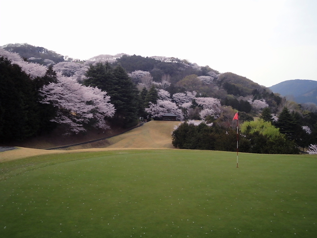 20110411｜伊勢原ＣＣ｜桜写真２０