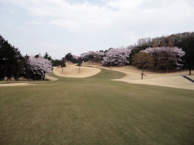 20110411｜伊勢原ＣＣ｜桜写真２１