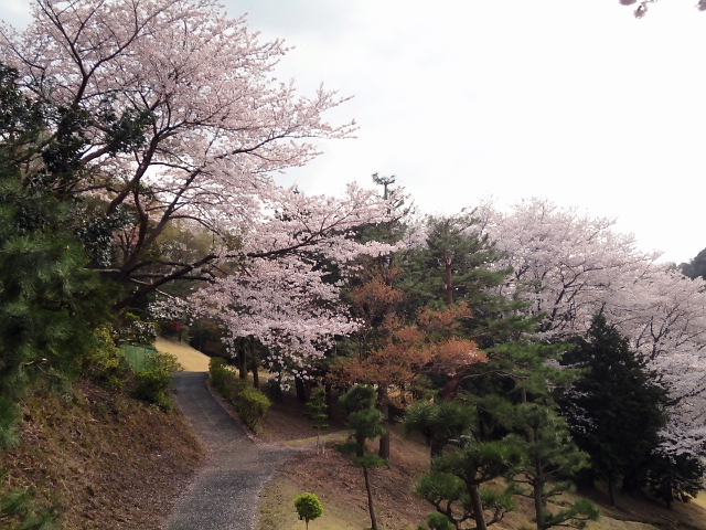 20110411｜伊勢原ＣＣ｜桜写真２４