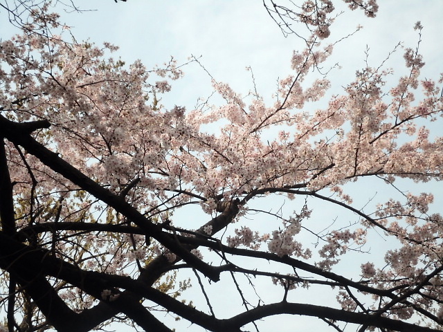 20110411｜伊勢原ＣＣ｜桜写真２７