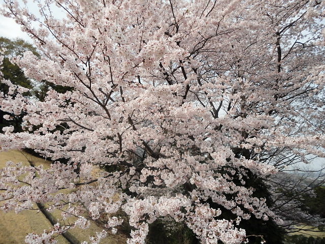 20110411｜伊勢原ＣＣ｜桜写真２８