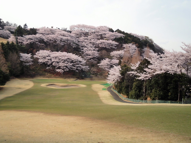 20110411｜伊勢原ＣＣ｜桜写真２９