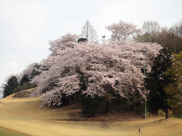 20110411｜伊勢原ＣＣ｜桜写真３０