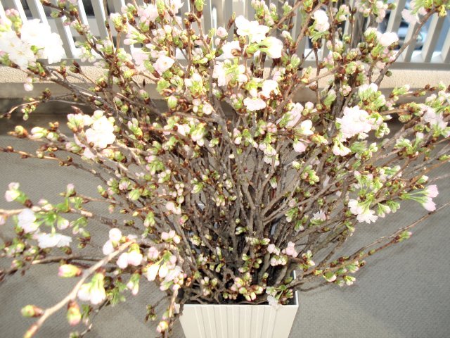 花屋のオッチャン