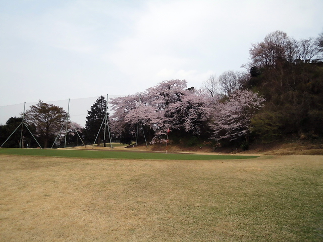 20110411｜伊勢原ＣＣ｜桜写真３１