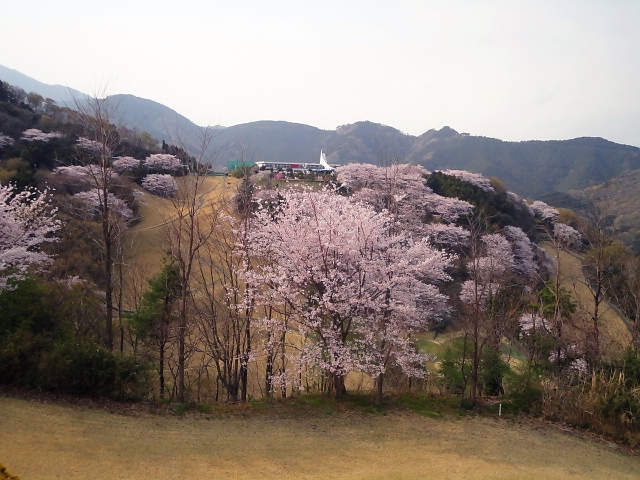 20110411｜伊勢原ＣＣ｜桜写真３６