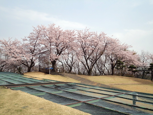 20110411｜伊勢原ＣＣ｜桜写真３８