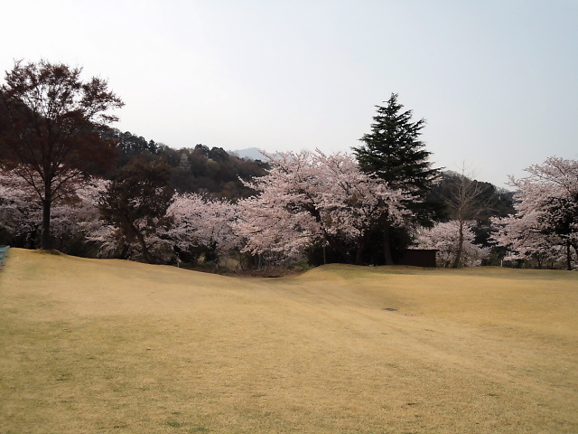 20110411｜伊勢原ＣＣ｜桜写真３９