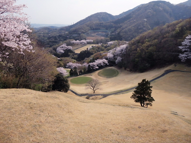 20110411｜伊勢原ＣＣ｜桜写真４０