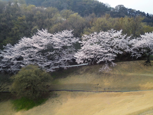 20110411｜伊勢原ＣＣ｜桜写真４１