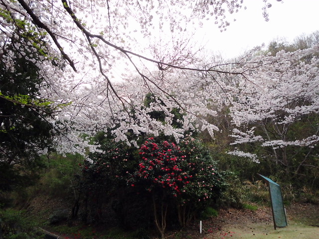 20110411｜伊勢原ＣＣ｜桜写真４３