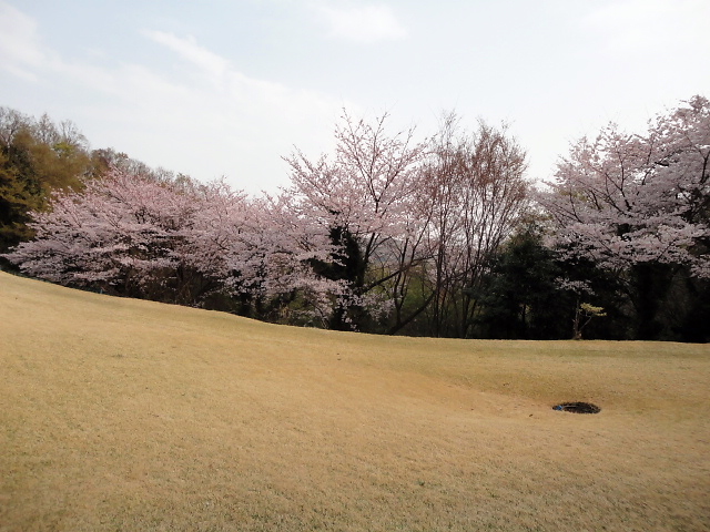 20110411｜伊勢原ＣＣ｜桜写真４４