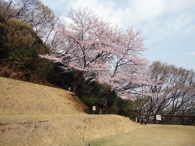 20110411｜伊勢原ＣＣ｜桜写真４５