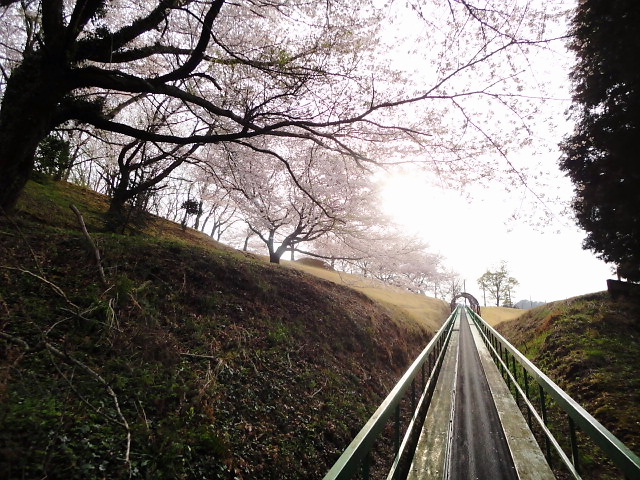 20110411｜伊勢原ＣＣ｜桜写真４６