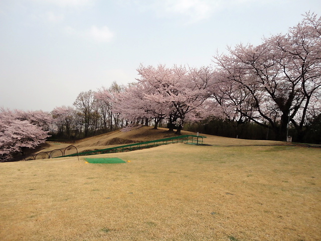 20110411｜伊勢原ＣＣ｜桜写真４７