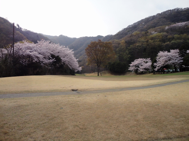 20110411｜伊勢原ＣＣ｜桜写真４８