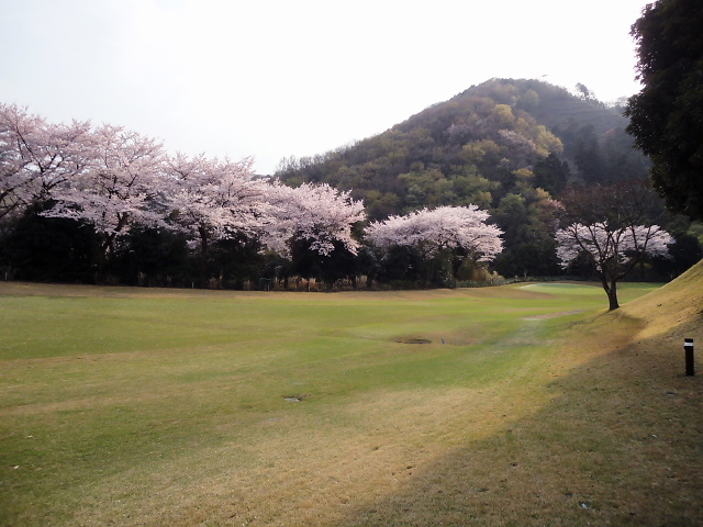 20110411｜伊勢原ＣＣ｜桜写真４９