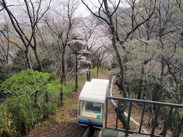 20110411｜伊勢原ＣＣ｜桜写真５０