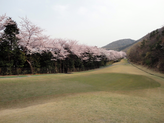 20110411｜伊勢原ＣＣ｜桜写真５１