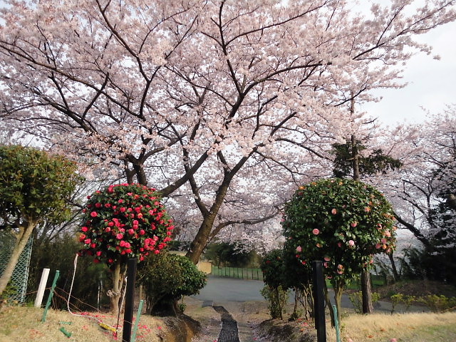 20110411｜伊勢原ＣＣ｜桜写真５３
