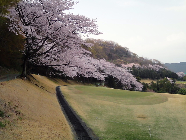 20110411｜伊勢原ＣＣ｜桜写真５４