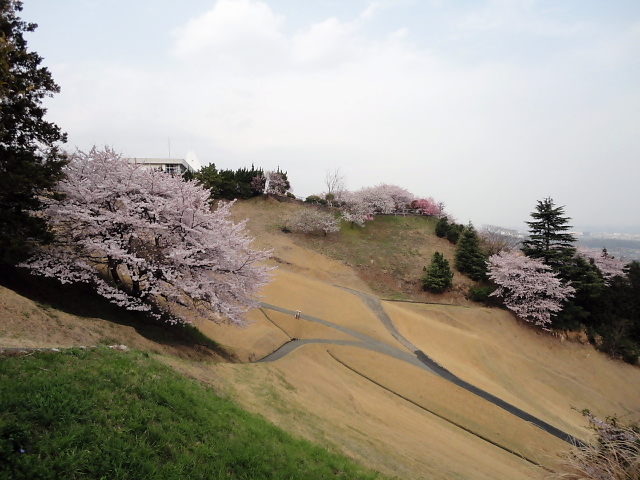 20110411｜伊勢原ＣＣ｜桜写真５６
