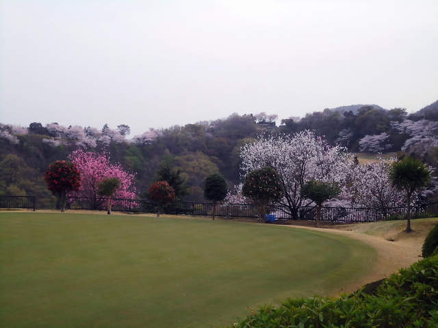 20110411｜伊勢原ＣＣ｜桜写真５８