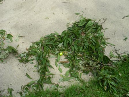 アスレチックＧＣ｜コース写真４