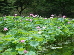 唐沢ＧＣ三好コース｜ゴルフ場写真１