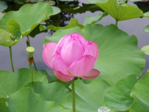 唐沢ＧＣ三好コース｜ゴルフ場写真２