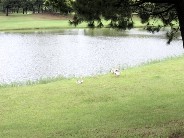 ワイルドダックカントリークラブ