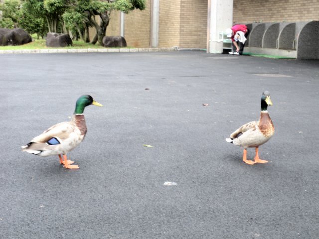 ワイルドダックカントリークラブ