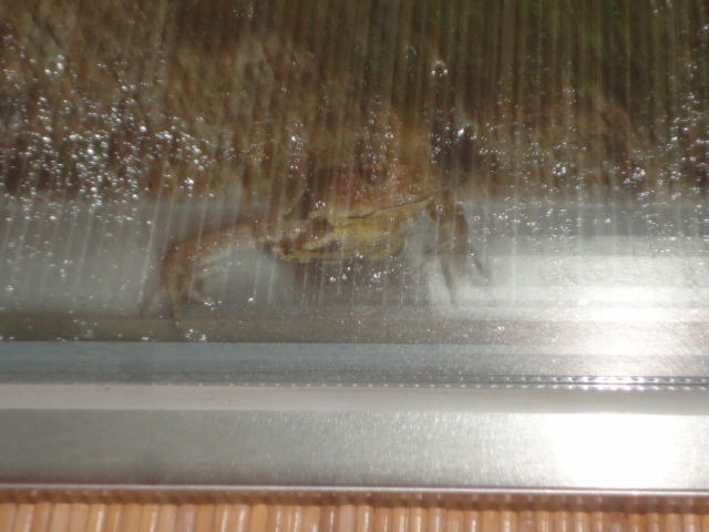 小金井カントリー倶楽部