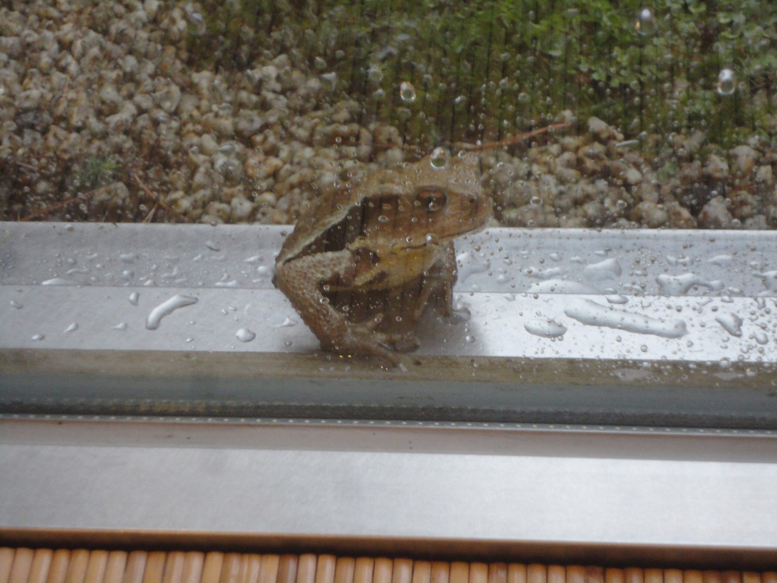 小金井カントリー倶楽部