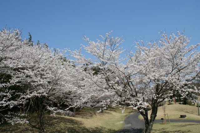 京ＣＣ